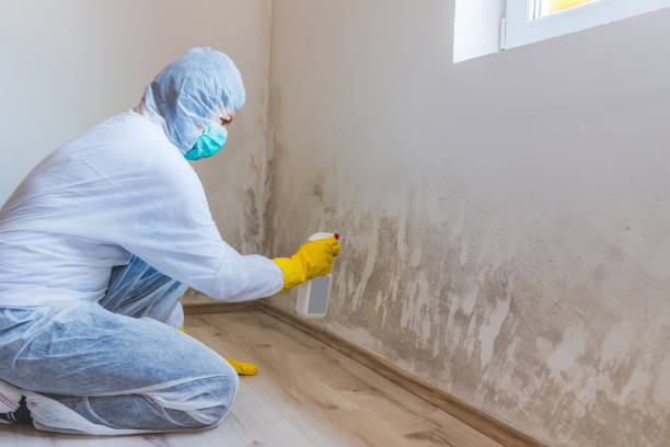 Licensed Basement Mold Remediation service in Stone Park, IL - WQB Mold Removal
