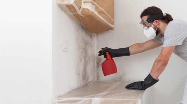 Professional Basement Mold Remediation technician working in Stone Park, IL