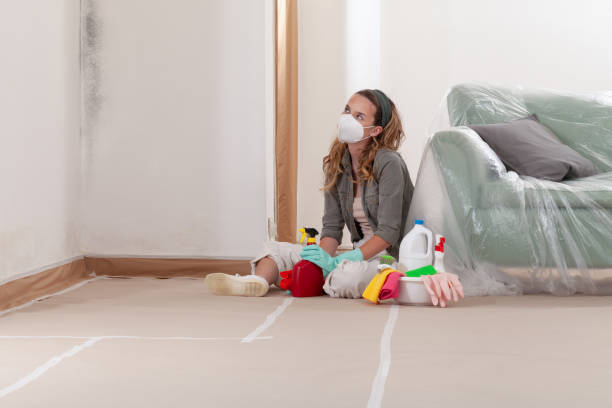 Reliable Basement Mold Remediation contractor in Stone Park, IL by WQB Mold Removal